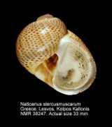 Naticarius stercusmuscarum